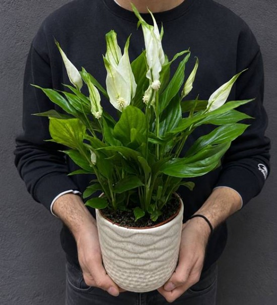 Özel Seramikli Mini Spathiphyllum