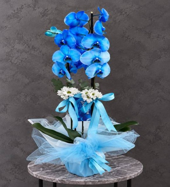 2 Dal Magic Blue Mavi Orkide