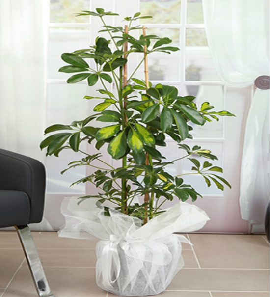 Schefflera Saksı Bitkisi