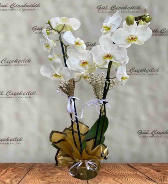 GOLD ÖZEL BEYAZ ORKİDE