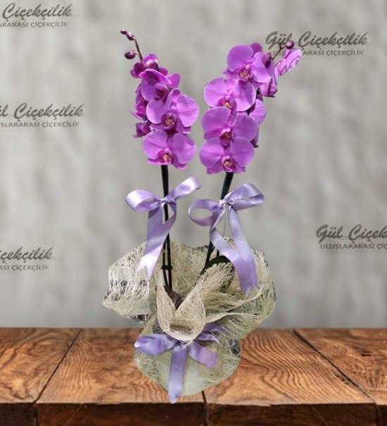 MEGA XL LİLA MOR ORKİDE