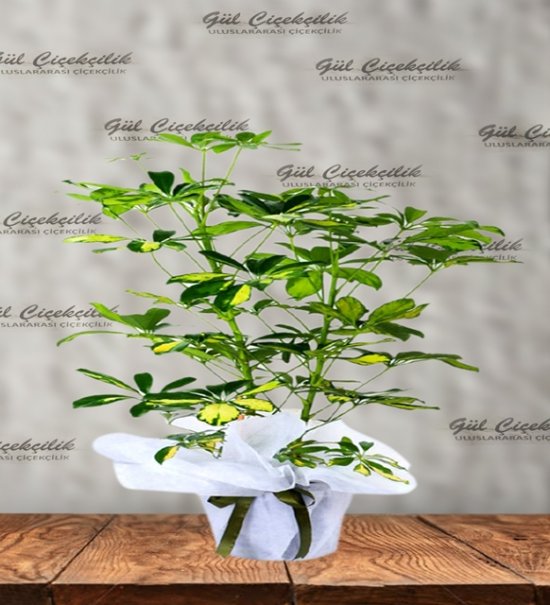 XL ŞEFLERA ÇİÇEĞİ