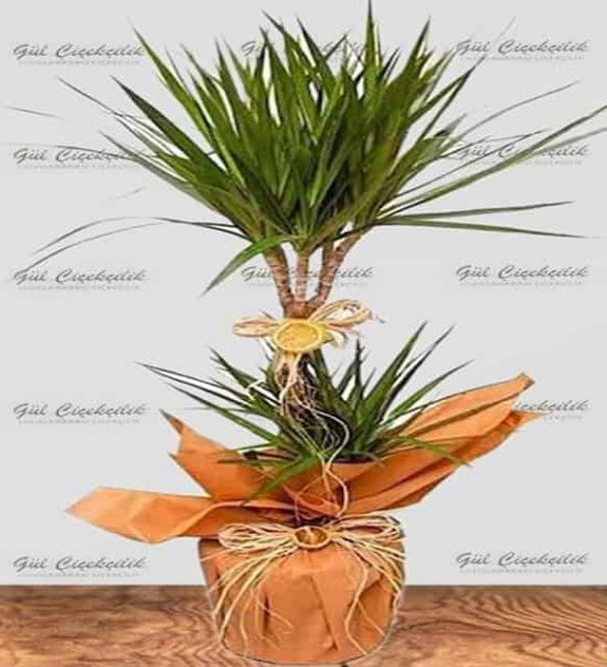  Saksıda Dayanıklı Büyük 2 Lİ Dreciana 