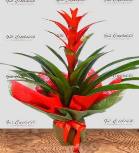 Guzmanya Saksı Çiçeği