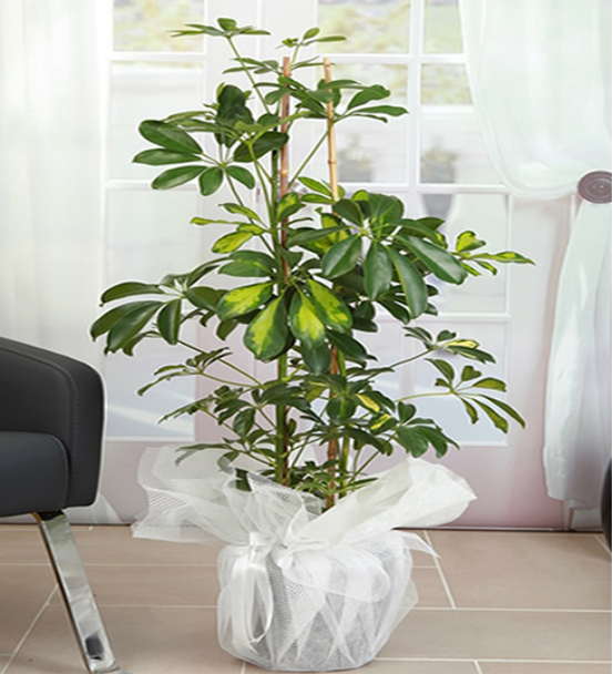 Schefflera Saksı Bitkisi