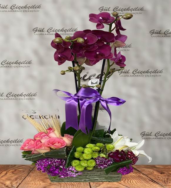 VİP ORKİDE ARAJMANI