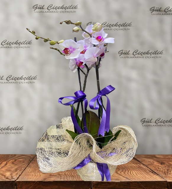 BEYAZ LİLA DESENLİ ORKİDE