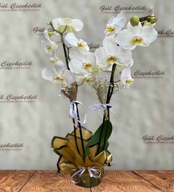 GOLD ÖZEL BEYAZ ORKİDE