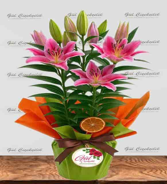 SAKSIDA KOKULU PEMBE LİLYUM