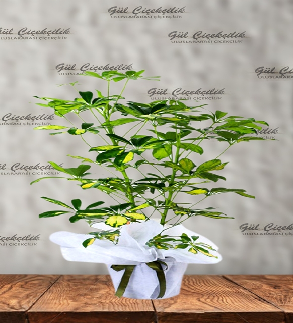 XL ŞEFLERA ÇİÇEĞİ