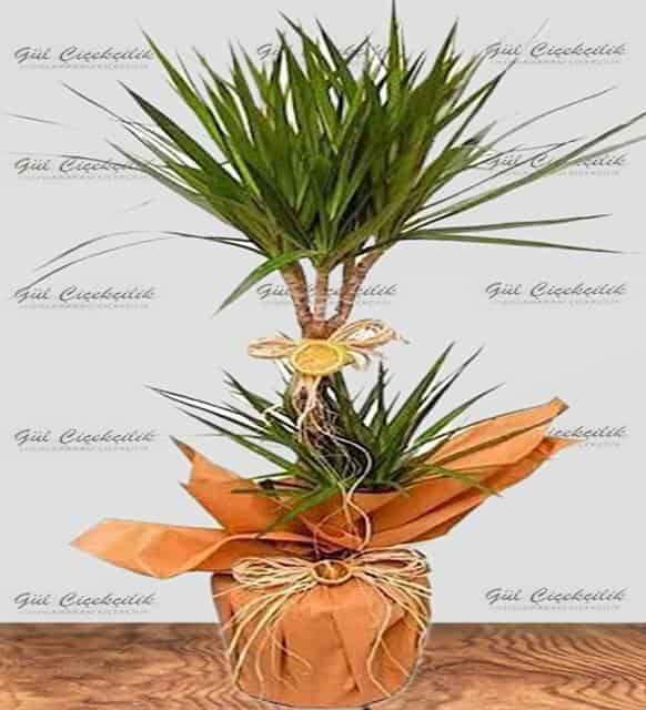  Saksıda Dayanıklı Büyük 2 Lİ Dreciana 